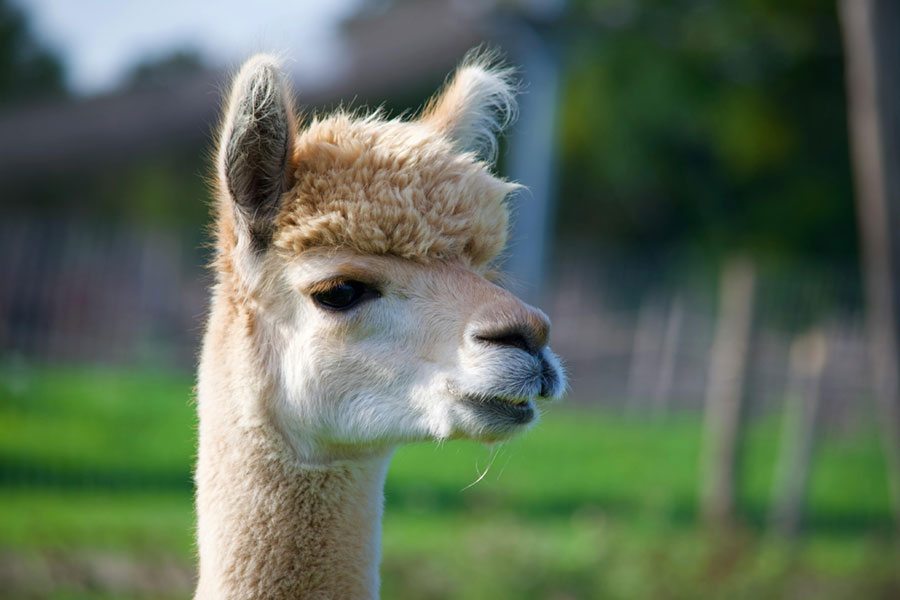Therapeutisches Wandern mit Alpakas in der Eleonoren-Klinik in Lindenfels-Winterkasten Therapeutisches Wandern mit Alpakas in der Eleonoren-Klinik in Lindenfels-Winterkasten